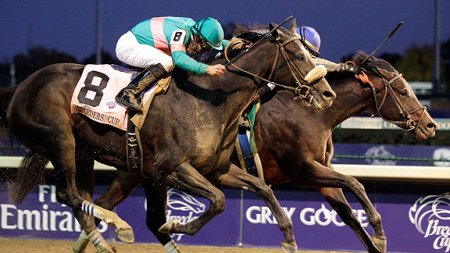 Фото кобылы по кличке Зеньятта