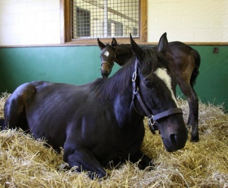 Зеньятта с жеребенком