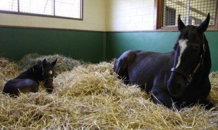 Зеньятта с жеребенком