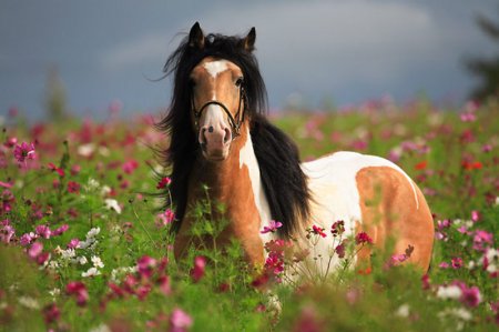 15 удивительных фактов о лошадках.