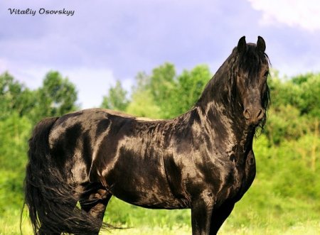 Вороная лошадь