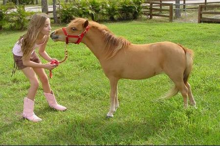 Мозаика девочка и мини лошадь. Онлайн игра про лошадей