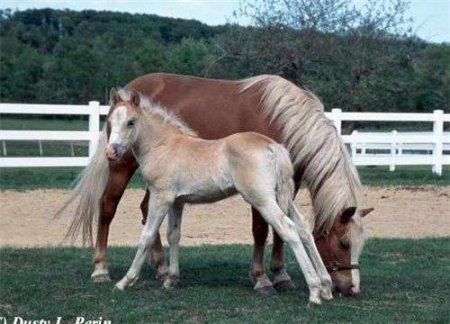 Эмбриональное развитие плода лошади и влияющие факторы на него