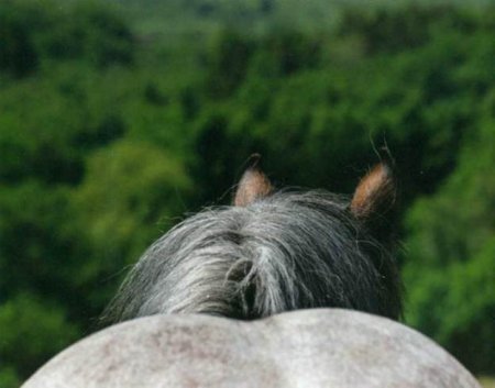 Фото рейнского тяжеловоза