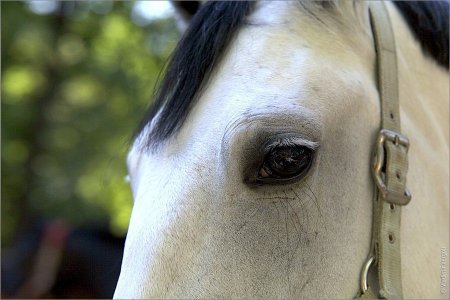 Барымтачи угнали 200 лошадей в Алматинской области