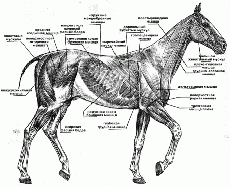 Система органов движения (мускулатура) лошади.