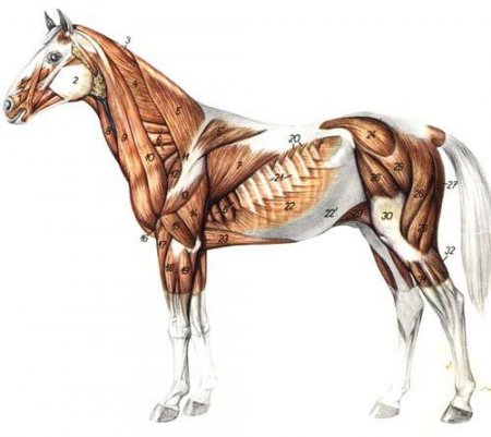 Поверхностные мышцы лошади