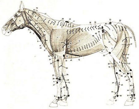 Подкожные нервы, мышцы и бурсы лошади, вид сбоку