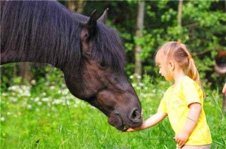 Девочка и конь