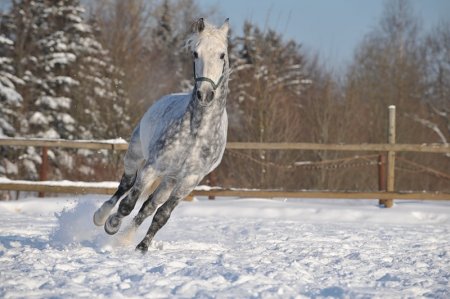 Фото лошади серой в яблоках масти