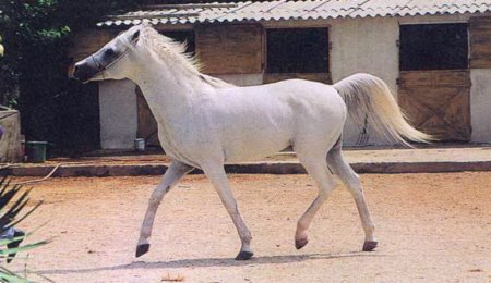 Фото персидского араба