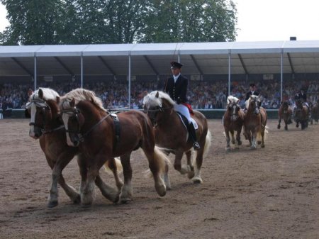 Фото рейнских тяжеловозов
