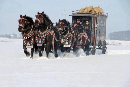 Фото вороных лошадей