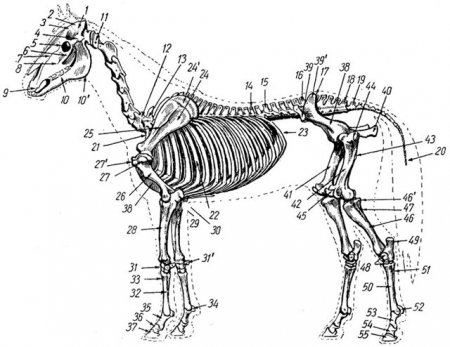 Скелет лошади