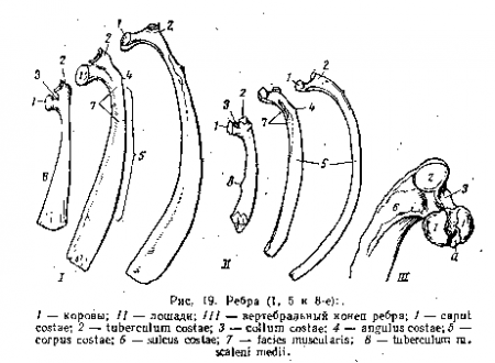 Строение ребер