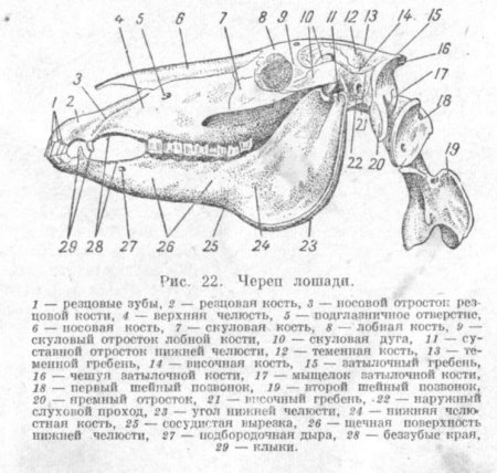 Строение черепа лошади