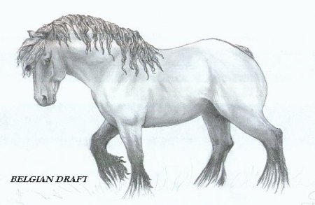 Рисунок бельгийского тяжеловоза