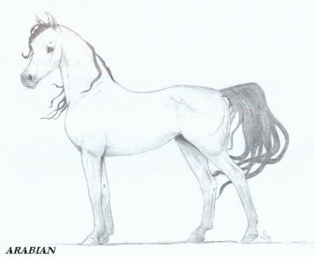 Рисунок арабского скакуна