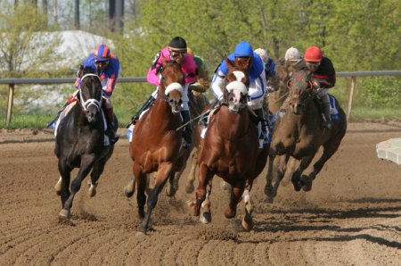 Скачки на лошадях