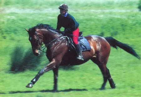 Галоп на лошади