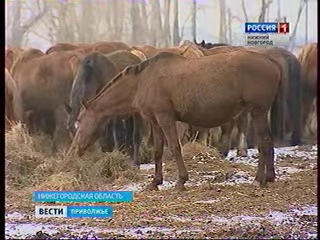 В Сергачском районе зарегистрирована вспышка инфекционной анемии лошадей