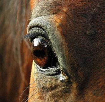 Болезни глаз лошади