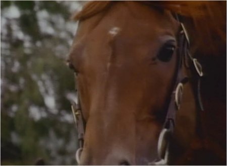 Ирландские Скакуны. Документальный фильм про лошадей и пони ирландских пород.