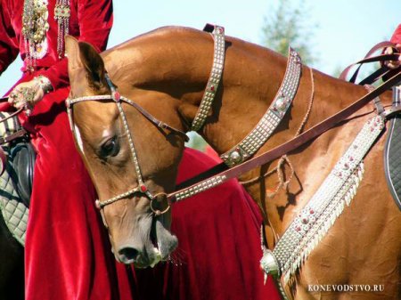 Фото лошади ахалтекинской породы