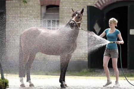 Фото девушки, купающей лошадь, тёплым летним днём