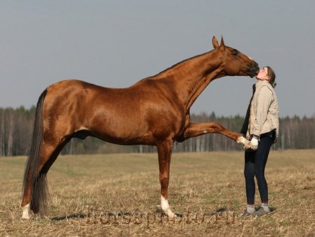 Девушка целует лошадку