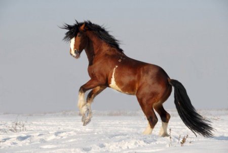 Лошадь породы шайр, на снегу