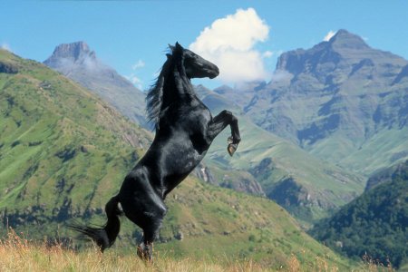 Вороная лошадь на дыбах