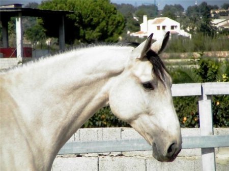 Лузитано или Португальская лошадь