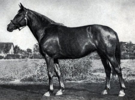 Кобыла Саджа кустанайской породы, рожд. 1943 г., от Диктора и Сиерры