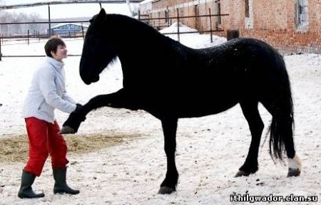 Лошадь дает ногу всаднику
