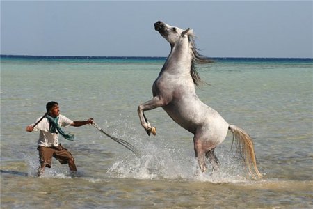 Человек и лошадь арабской породы