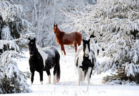 Зима, лошади и проблемы.