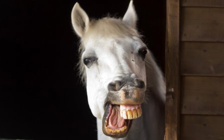 Заболевания зубов лошади