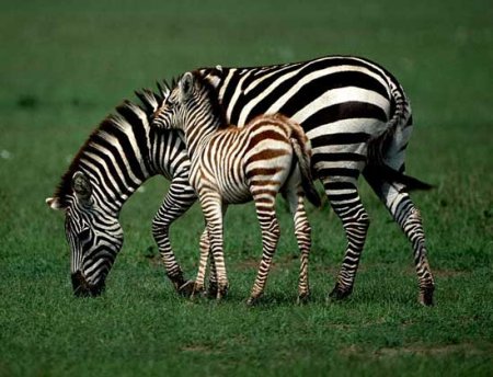 Горная зебра (Equus zebra)
