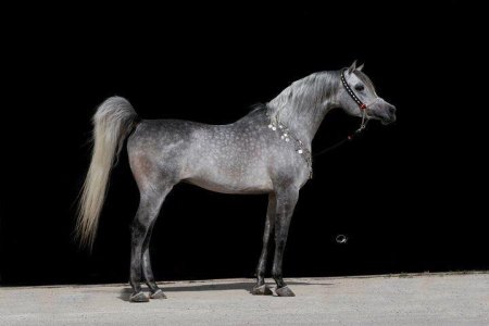 Самых красивых лошадей в мире продали в ОАЭ за $1 млн