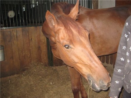 Лошадь в  деннике