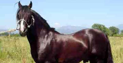 Чилийская лошадь: фото, описание, история происхождения