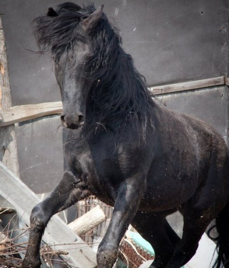 В Азове собирают подписи для спасения лошадей