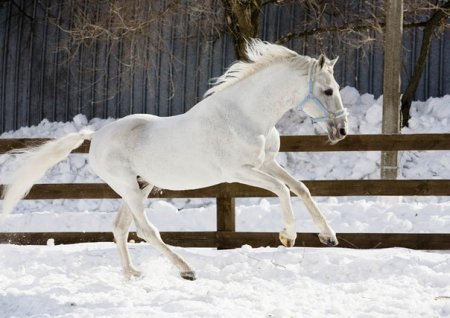 Фото лошади серой масти в манеже