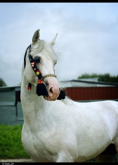 Фото лошади серой масти