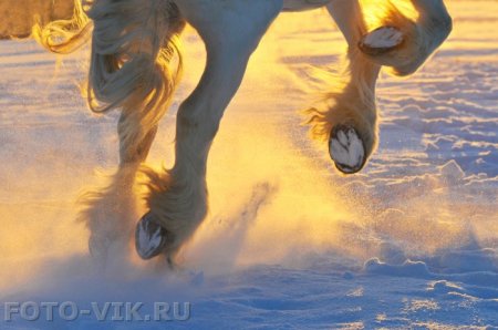 Лошадь скачет по снегу