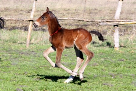 Жеребёнок бегает