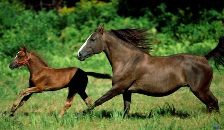 Кобыла с жеребенком