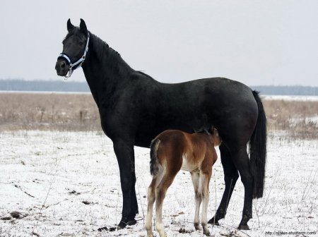 Вороная мама и жеребёнок который сосёт молоко
