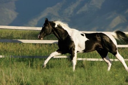 Американский пейнтхорс